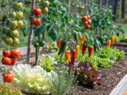 A thriving beginner vegetable garden with tomatoes, lettuce, and peppers in raised beds
