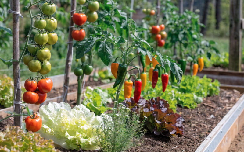 A thriving beginner vegetable garden with tomatoes, lettuce, and peppers in raised beds