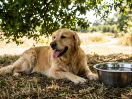 Dog resting in cool shade beside a full metal water bowl on a hot summer day