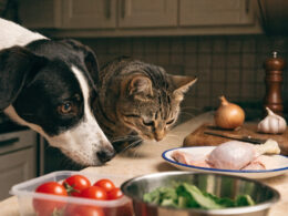 A curious dog and cat beside a kitchen counter with everyday foods