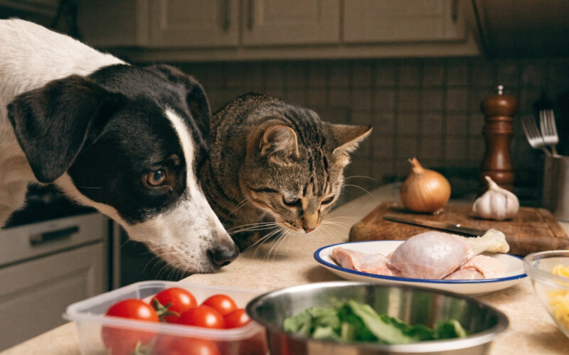 A curious dog and cat beside a kitchen counter with everyday foods