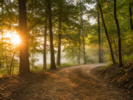 Sunlight streaming through tall forest trees at sunrise with ground mist beside a dirt hiking trail