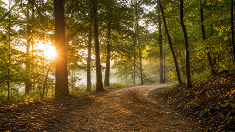 Sunlight streaming through tall forest trees at sunrise with ground mist beside a dirt hiking trail