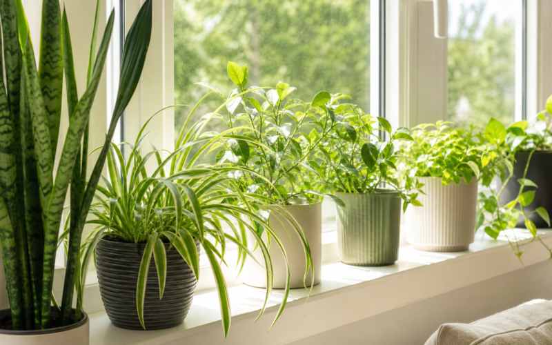 A bright windowsill lined with healthy green potted houseplants