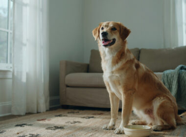 short spine syndrome in animals