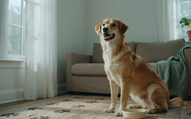 short spine syndrome in animals