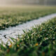 Low angle detail of a painted white goal line on dew covered green turf in morning light