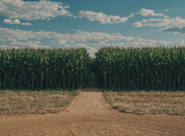 Field of Dreams movie site concept: a dirt path leading into a tall cornfield under a wide sky