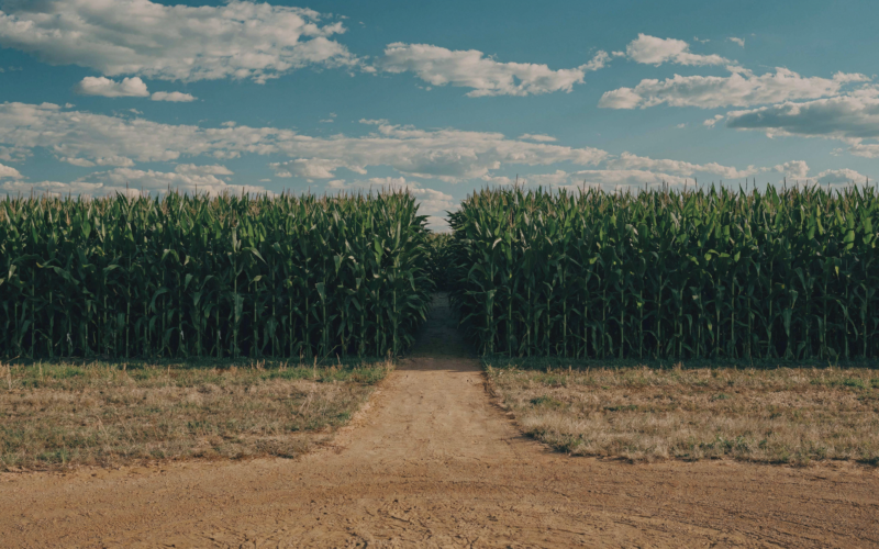 Field of Dreams movie site concept: a dirt path leading into a tall cornfield under a wide sky