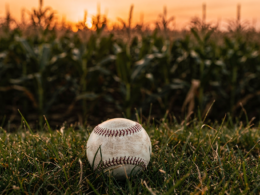 Field of Dreams Game concept: a baseball on grass beside a cornfield at golden dusk