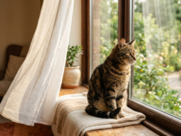 Tabby cat sitting on a sunlit windowsill looking out at a green garden, illustrating the transition to keeping indoor cats