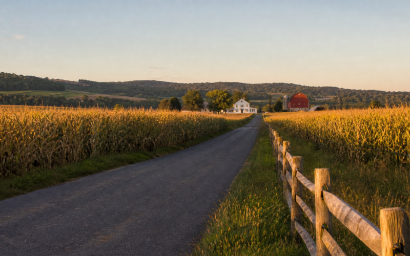 Wide view of a straight rural road running between tall cornfields at golden hour