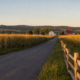 Wide view of a straight rural road running between tall cornfields at golden hour