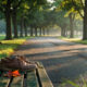 Empty tree lined park walking path at sunrise with worn walking shoes on a wooden bench, illustrating research on physical activity and cognitive decline